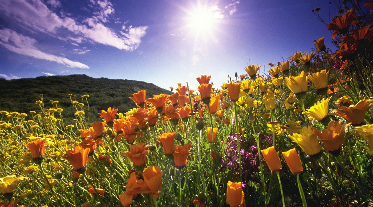 https://www.satsukibare.it/wp-content/uploads/2017/02/california-poppies-sunlight.jpg