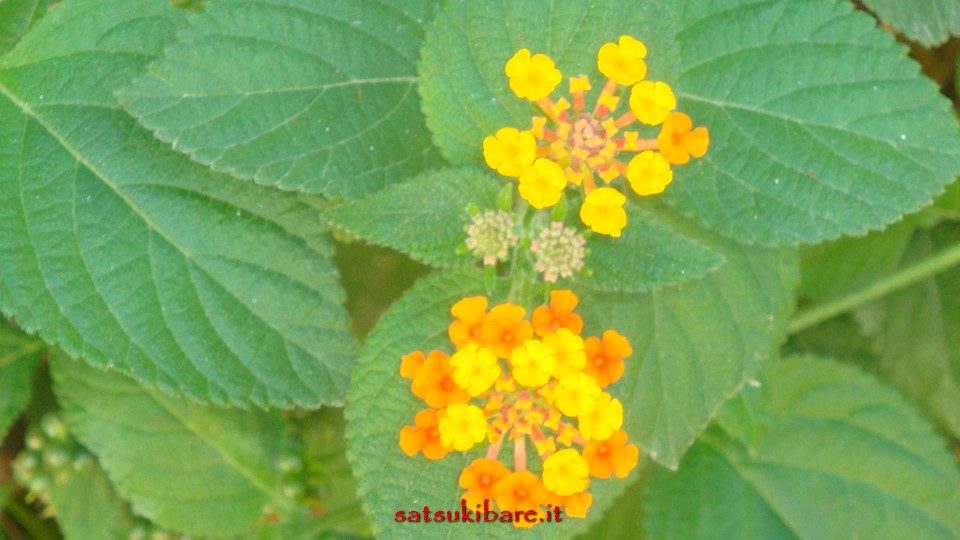 https://www.satsukibare.it/wp-content/uploads/2017/03/DSC00325-960x540.jpg