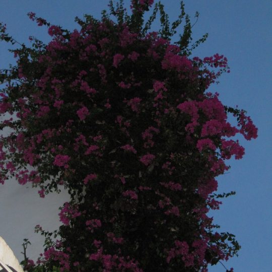 https://www.satsukibare.it/wp-content/uploads/2017/03/IMG_1597-540x540.jpg