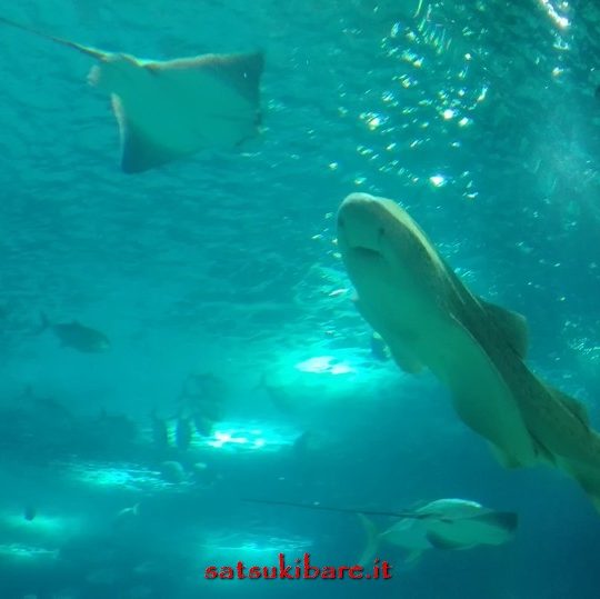 https://www.satsukibare.it/wp-content/uploads/2017/03/IMG_20160502_191719-540x539.jpg