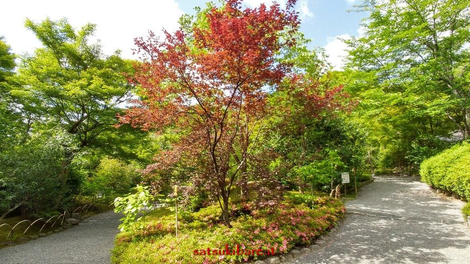 https://www.satsukibare.it/wp-content/uploads/2017/08/20170604_084322_HDR-960x540.jpg