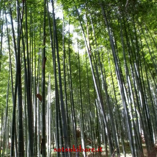 https://www.satsukibare.it/wp-content/uploads/2017/08/20170604_091854_HDR-540x540.jpg