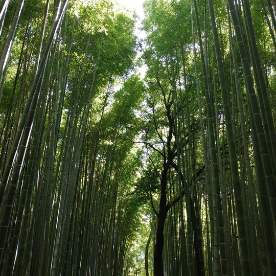 https://www.satsukibare.it/wp-content/uploads/2017/08/20170604_092632-540x540.jpg