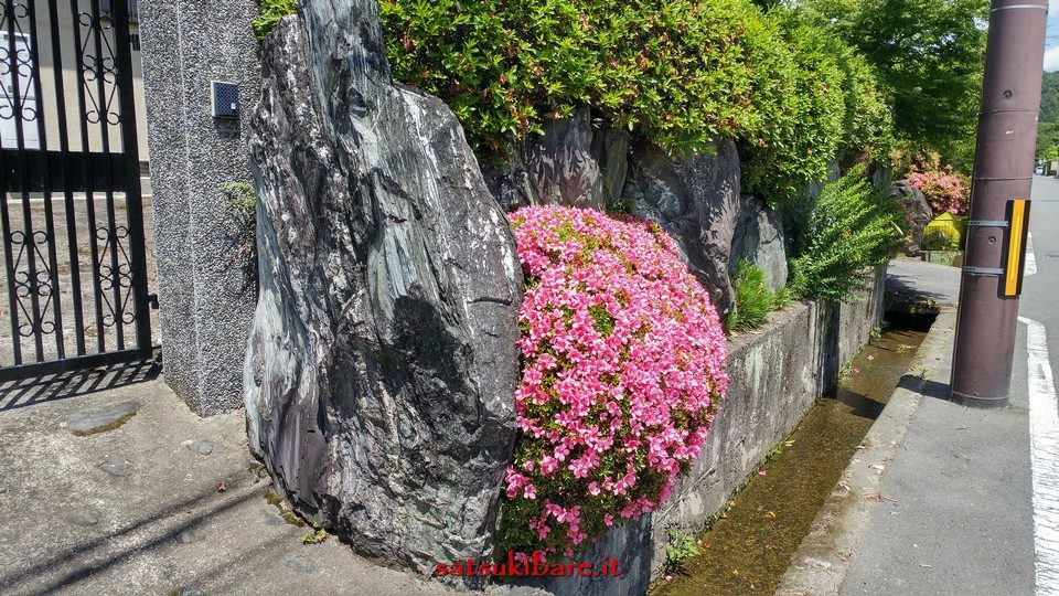 https://www.satsukibare.it/wp-content/uploads/2017/08/20170604_103902_HDR-960x540.jpg