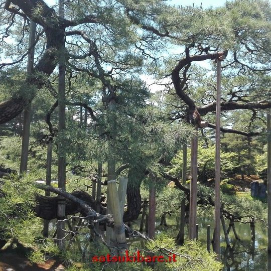 https://www.satsukibare.it/wp-content/uploads/2017/08/IMG_20170605_112724-540x540.jpg
