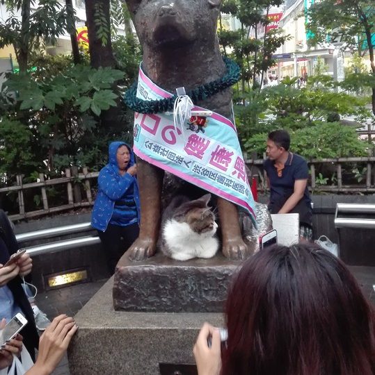 https://www.satsukibare.it/wp-content/uploads/2017/08/IMG_20170607_183159-539x540.jpg