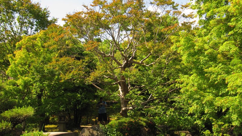https://www.satsukibare.it/wp-content/uploads/2017/08/IMG_8393-960x540.jpg
