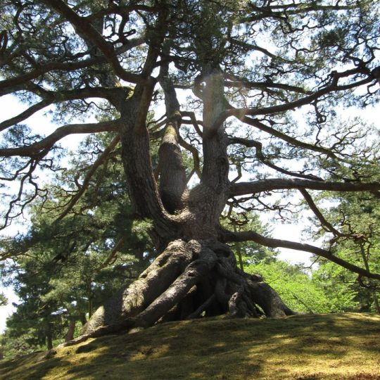 https://www.satsukibare.it/wp-content/uploads/2017/08/IMG_8951-540x540.jpg
