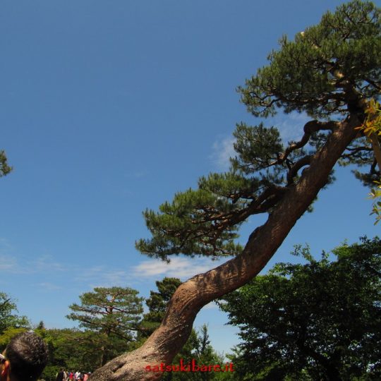 https://www.satsukibare.it/wp-content/uploads/2017/08/IMG_8988-540x540.jpg