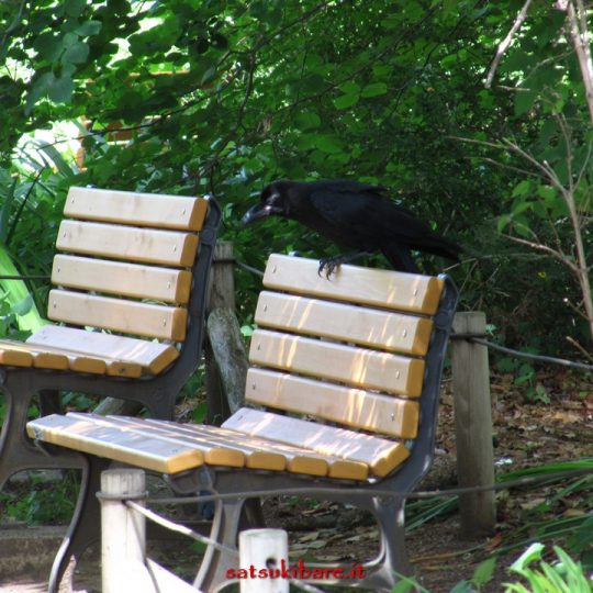 https://www.satsukibare.it/wp-content/uploads/2017/08/IMG_9557-540x540.jpg