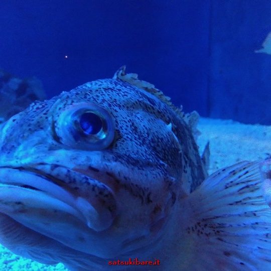 https://www.satsukibare.it/wp-content/uploads/2020/04/20180309_113105_HDR-540x540.jpg