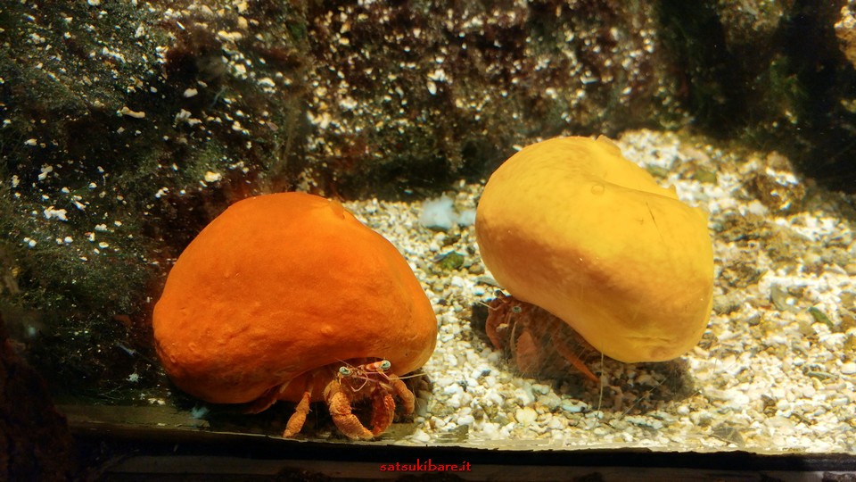 https://www.satsukibare.it/wp-content/uploads/2020/04/20180309_123945_HDR.jpg
